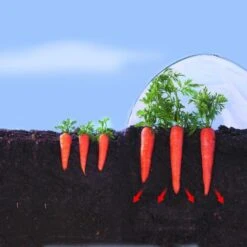 Kweekfolie / Tunnelfolie - 2 × 10 M -Outdoor Tuinonderhoudswinkel 1534088192 2 600