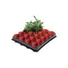 Tray Met 20 Kweekpotjes 6 Cm -Outdoor Tuinonderhoudswinkel 1597239142 1 600
