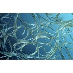 Aquanemix 1.25 V - Doseersproeier Voor Aaltjes -Outdoor Tuinonderhoudswinkel auquanemix 125 v doseersproeier 1497858309 1 600