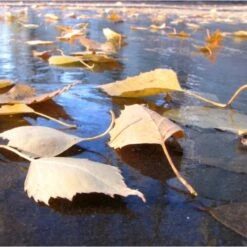Fijnmazig Vijvernet 6 × 5 Meter -Outdoor Tuinonderhoudswinkel fijnmazig vijvernet 6 x 5 meter 1541778382 1 600