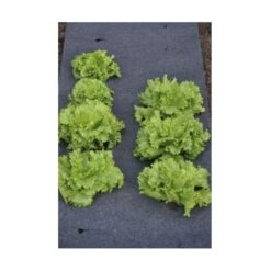 Gronddoek Vilt Met Openingen Voor Sla En Bonen - 60 Cm × 5 M -Outdoor Tuinonderhoudswinkel gronddoek voor sla en bonen 60 cm x 5 m 1513845998 3 600