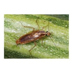 Kakkerlakkenval XL + Lokstof - Set Van 4 Stuks -Outdoor Tuinonderhoudswinkel kakkerlakkenval xl lokstof 1499689639 3 600