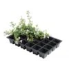 Kweektrays 24 Cellen - Professioneel - Set Van 5 Stuks -Outdoor Tuinonderhoudswinkel kweektrays 24 cellen 1497863523 1 600