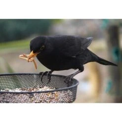 Gedroogde Meelwormen - 100 Gram -Outdoor Tuinonderhoudswinkel meelwormen gevriesdroogd 100g 1484053488 4 600