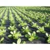 Mulchvlies - Aardbeifolie 1,5 M × 5 M -Outdoor Tuinonderhoudswinkel mulchvlies 15 m x 5 m 1484065526 1 600