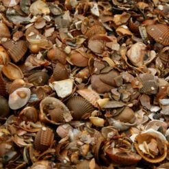 Noordzeeschelpen Gewassen In Big Bag Ca 0,7 M³ -Outdoor Tuinonderhoudswinkel noordzeeschelpen 560 kg 1484061964 2 600