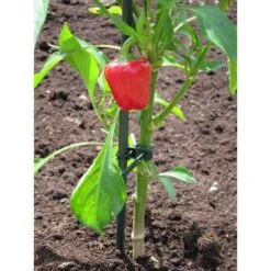 Plantenbinder - Rubber 18 Cm Groen - Set Van 15 Stuks -Outdoor Tuinonderhoudswinkel plantenbinder rubber 18 cm groen 1672759364 3 600