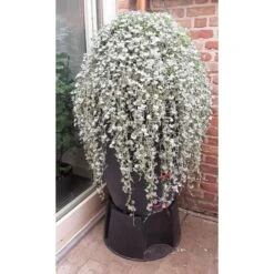 Regenton Antraciet - 360 Liter -Outdoor Tuinonderhoudswinkel regenton antraciet 360 liter 1566069314 1 600