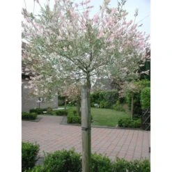 Tree-fix Boombinder 23 Cm - Set Van 20 Stuks 8 Tree-fix Boombinder 23 Cm - Set Van 20 Stuks -Outdoor Tuinonderhoudswinkel treefix boombinder 23 cm 1547127699 1 600